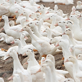 東勢鵝肉美食文化節-東勢鄉